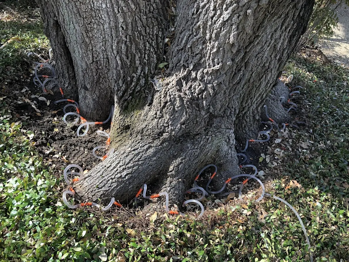 Detailed Tree Cabling and Bracing job site in Asbury