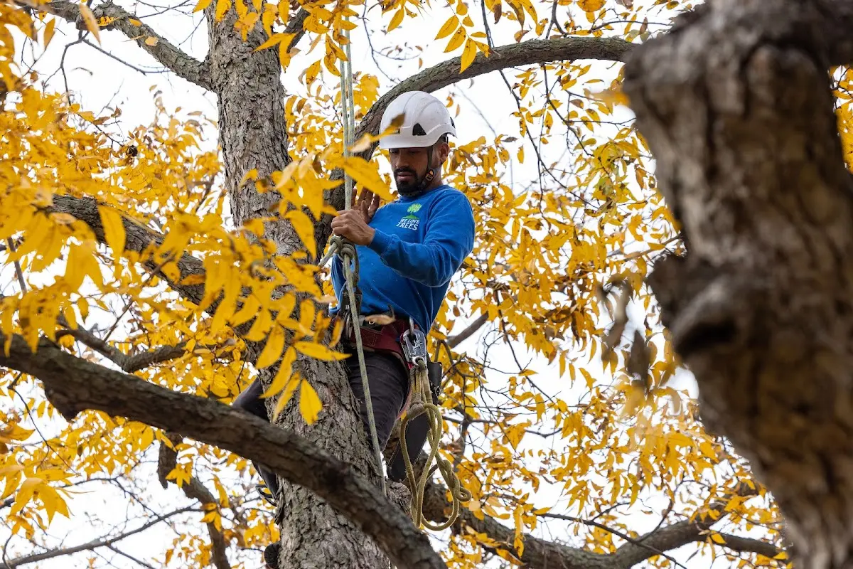 Skilled Tree Planting crew working in Asbury